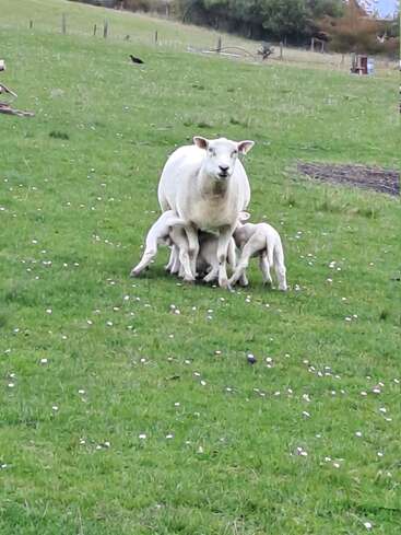 A sheep stands on green grass surrounded by her four lambs, all feeding at the same time. The pastoral scene is peaceful and nurturing.