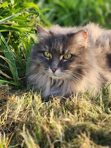 A fluffy grey cat with striking yellow-green eyes lounges in the grass. The sunlight highlights its soft fur. Lush greenery surrounds the relaxed feline. Peaceful scene.