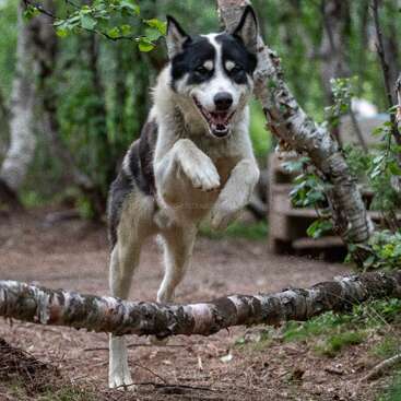 The image depicts a black and white dog jumping over a fallen tree branch in a wooded area, showcasing its agility and playful nature.