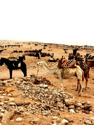 This image shows camels and donkeys in a desert-like setting, with people, quad bikes, rocky ground, some tents, umbrellas, and a dog lying nearby.