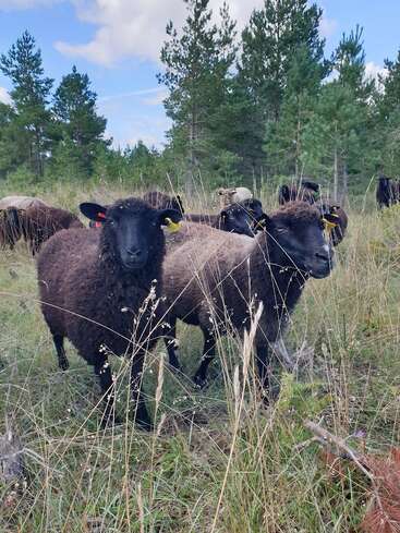 A group of black sheep stand in a grassy field surrounded by tall dry grass and pine trees under a partly cloudy blue sky.