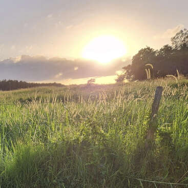 The image depicts a serene grassy field with a wire fence, set against a backdrop of trees and a radiant sun peeking through the clouds on a cloudy day.