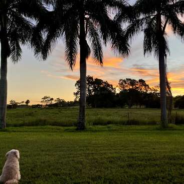 A fluffy white dog sits on green grass under tall palm trees, watching a tranquil sunset with orange clouds and silhouetted trees on the horizon. Peaceful scene.