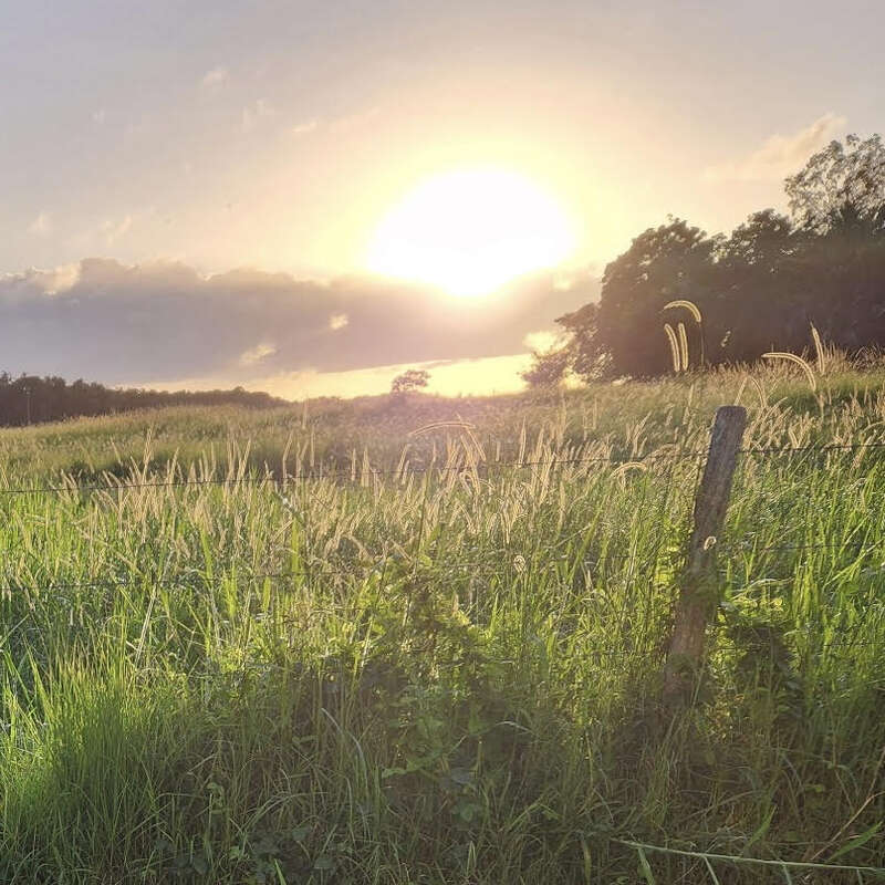La imagen representa un sereno campo de hierba con una alambrada, sobre un fondo de árboles y un sol radiante que asoma entre las nubes en un día nublado.