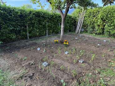 A small garden is shown with a tree in the center, young vegetable plants, marigold flowers, plant markers, and lush green hedges in the background.