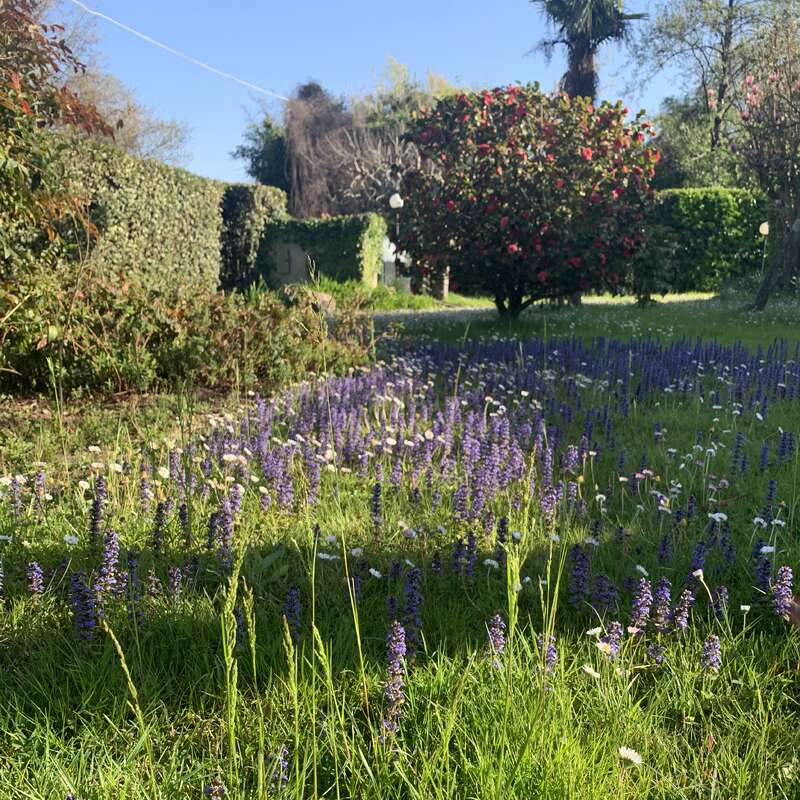 A sunny garden scene with vibrant green grass, clusters of purple and white wildflowers, lush hedges, and a flowering tree in the background under a clear blue sky.
