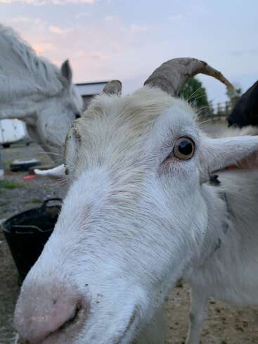 Au premier plan se trouve une curieuse chèvre blanche aux cornes recourbées, tandis qu'un cheval et un décor de ferme se dessinent en arrière-plan, flous, au moment du coucher du soleil.