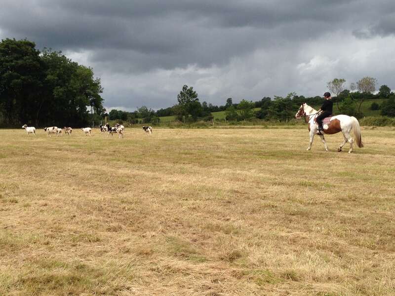 L'image représente une personne à cheval dans un champ, avec d'autres chevaux visibles à l'arrière-plan, dans un ciel nuageux.
