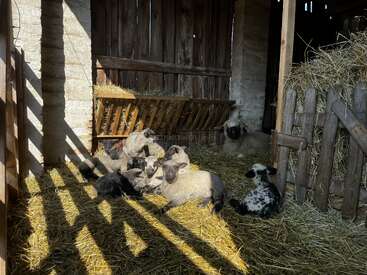 Eine Gruppe von Lämmern ruht gemeinsam auf dem sonnenbeschienenen Stroh in einer rustikalen Holzscheune, während eine Schafsmutter in der Nähe zusieht. Heu und Holzzäune umgeben sie.