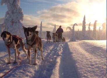 The image depicts a dog sled team traversing a snowy landscape, with the lead dogs at the forefront and the musher guiding the team from behind.