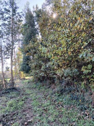 Ein schmaler, grasbewachsener Weg schlängelt sich durch ein Waldgebiet mit dichtem grünen Laub und hohen Bäumen. Das Sonnenlicht bricht durch die Blätter und schafft eine ruhige Atmosphäre.