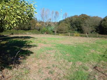 Ein sonniger Tag auf einer Wiese, die teilweise mit grünen Flecken bedeckt ist. Bäume und Büsche umgeben das Gebiet, ein Zaun und der blaue Himmel sind zu sehen.