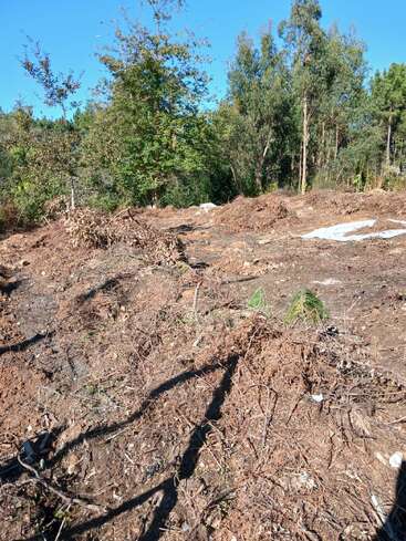 Ein Stück geräumtes, trockenes Land mit verstreuten Zweigen und Ästen. Im Hintergrund sind grüne Bäume und Vegetation unter einem strahlend blauen Himmel zu sehen.