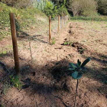 Ein Drahtzaun mit Holzpfosten verläuft entlang eines Gartens oder Bauernhofs. Kleine neu gepflanzte Bäume oder Sträucher werden in einer Reihe neben dem Zaun aufgestellt.