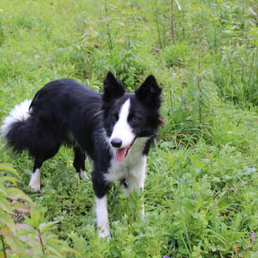 Das Bild zeigt einen schwarz-weißen Hund, der mit offenem Maul und sichtbarer Zunge in einem üppigen Grasfeld steht und ein Halsband um den Hals trägt.