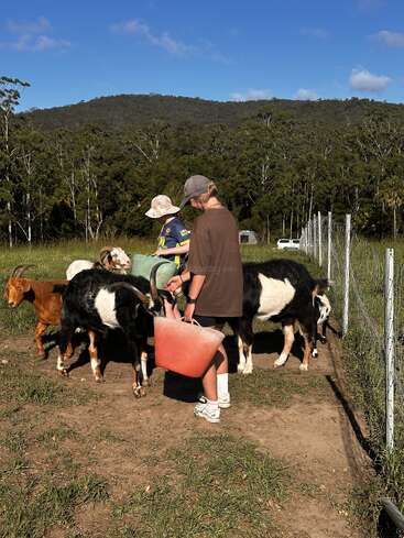 A woman and child feed goats on a sunny day in a grassy field, surrounded by a fence, with forested hills and blue sky in the background.