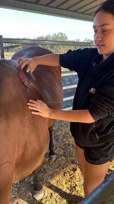 A woman is grooming a brown horse with a brush inside a covered pen. Sunlight streams in, highlighting her focused expression and the peaceful farm environment.