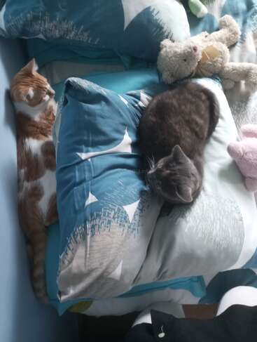 Two cats nap cozy on a bed—one gray curled on a pillow, the other orange and white stretched beside. Plush toys and soft blankets surround them.