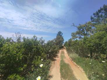Un chemin de terre serpente à travers des buissons verts et des fleurs sauvages sous un ciel bleu parsemé de nuages. Des arbres bordent les côtés, créant une scène naturelle et paisible.