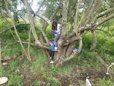 Deux enfants grimpent à un grand arbre tortueux dans une forêt verdoyante. L'un est assis sur une branche, tandis que l'autre grimpe. La nature les entoure.