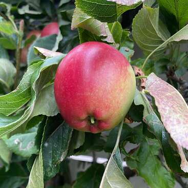 A ripe, red and green apple hangs from a tree branch surrounded by green leaves, some showing slight browning, in a natural outdoor setting.