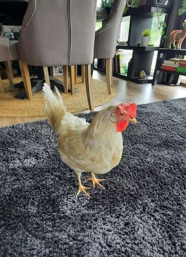 Ein hellbraunes Huhn steht auf einem dunklen Teppich in einem modernen, gut eingerichteten Wohnzimmer mit Zimmerpflanzen, Bücherregalen und grauen gepolsterten Stühlen.