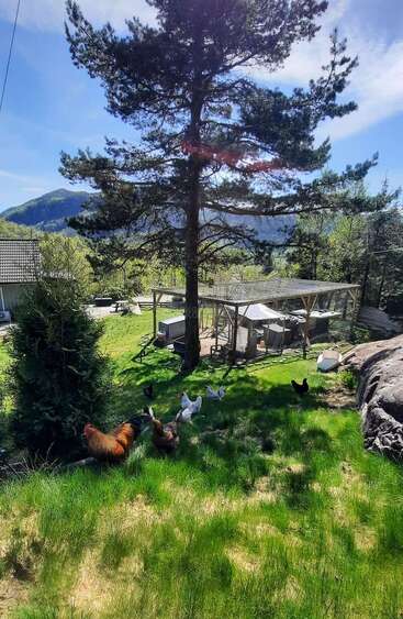 Eine hohe Kiefer steht in einem sonnigen Garten, in dem die Hühner frei herumlaufen. Dahinter gibt es einen Hühnerstall, grünes Gras, eine Aussicht auf die Berge und blauen Himmel.
