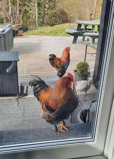 Zwei große, bunte Hähne stehen vor einer Glastür, während ein weißes Huhn in der Nähe auf einer Holzterrasse ruht. Gartenmöbel und Bäume sind zu sehen.