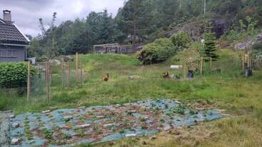 Ein grasbewachsener Hinterhof mit einem Gemüsegarten, jungen Bäumen, die von Pfählen gestützt werden, einem grauen Haus, frei herumlaufenden Hühnern und einem Hühnerstall im Hintergrund inmitten von Grün.
