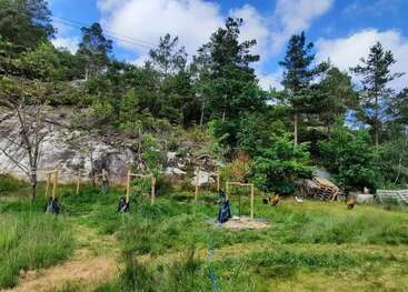 Ein grasbewachsener Hof mit jungen Bäumen, die von Holzpfählen gestützt werden, umgeben von einem üppigen Wald. Mehrere Hühner laufen frei umher. Ein blauer Himmel mit vereinzelten Wolken über dem Kopf.