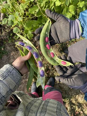 Two people, wearing gloves and cozy clothing, are holding open green bean pods with vibrant purple and pink seeds, standing in a lush garden surrounded by leaves.