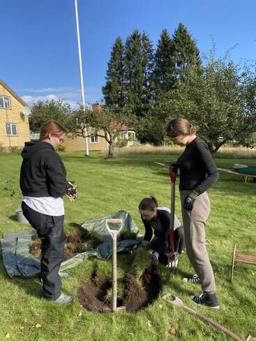 Three people are working together in a grassy backyard, digging up sod with shovels and pitchforks. It's a sunny day, and trees surround the area.