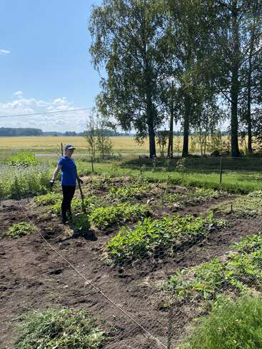 A person in a blue shirt works in a garden with green plants and dark soil, surrounded by trees and fields under a bright, sunny sky.