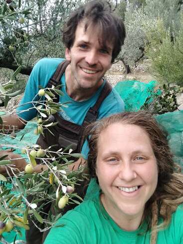 Un homme et une femme souriants se tiennent à l'extérieur parmi des oliviers, semblant heureux de récolter des olives ensemble. Des filets verts et des olives fraîches sont visibles autour d'eux.