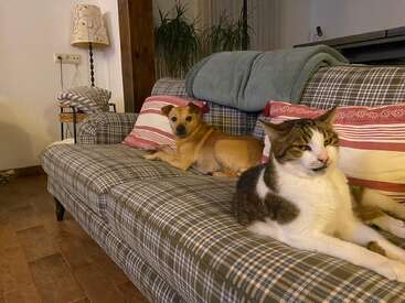 Das Bild zeigt eine gemütliche Wohnzimmerszene mit einer karierten Couch, auf der ein Hund und eine Katze liegen, umgeben von Kissen und einer Lampe im Hintergrund.