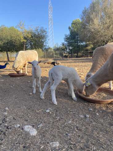 Das Bild zeigt eine ruhige Bauernhofszene mit zwei Lämmern, einem Pfau und einer Ziege, die alle um einen Futtertrog in einem eingezäunten Bereich mit Bäumen und einem klaren blauen Himmel versammelt sind.