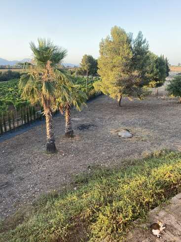 Das Bild zeigt eine ruhige Landschaft mit einer Palme, einer Katze und einem Weinberg vor einer Kulisse aus Bäumen und Bergen unter einem klaren blauen Himmel.