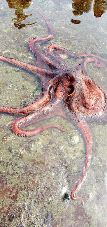 Ein großer rotbrauner Oktopus liegt im flachen, klaren Wasser auf einem felsigen Untergrund. Seine langen Arme sind ausgestreckt, und darüber sind menschliche Spiegelungen zu sehen.