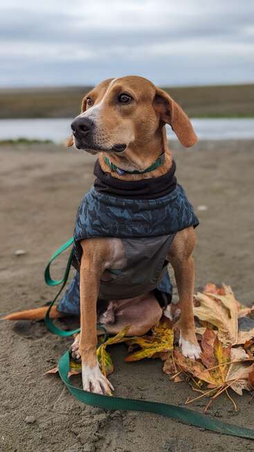 Ein brauner Hund mit einer blauen Tarnjacke sitzt auf sandigem Boden, umgeben von herabgefallenen Herbstblättern, mit einer grünen Leine und einem ruhigen, bewölkten Hintergrund.