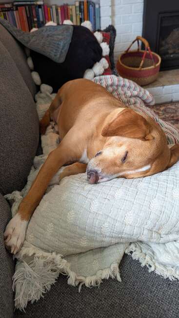 Ein brauner Hund chillt auf dem Sofa und hat sich in eine kuschelige cremefarbene Decke gekuschelt. Dahinter liegen Bücher und Kissen, und in der Nähe gibt's einen Korb und einen Kamin.
