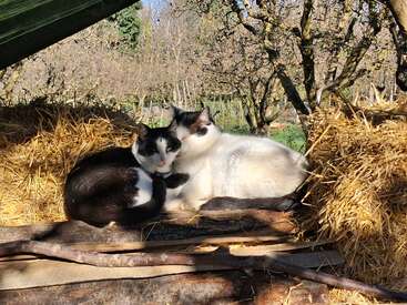Two black and white cats cuddle together on a cozy bed of straw, basking peacefully in warm sunlight, surrounded by trees and a relaxed outdoor setting.