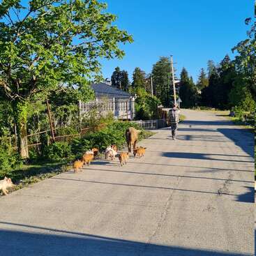 A man walks down a sunny rural road followed by a pig and several piglets. Trees, greenery, and houses line the quiet, peaceful street.