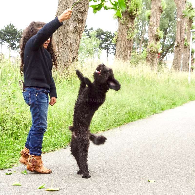 Una niña de pelo largo y un perro negro están de pie en un camino, jugando con una rama de hojas. El perro está de pie sobre sus patas traseras.