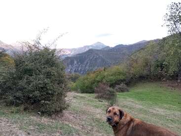 Un gran perro marrón está de pie sobre un terreno cubierto de hierba, rodeado de arbustos y árboles verdes. Al fondo, majestuosas montañas se alzan bajo un cielo brillante y nublado.