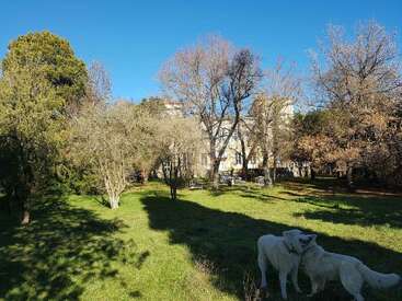 The image depicts a serene scene of two white dogs standing in a lush grassy yard, surrounded by trees and a large house in the background on a sunny day.