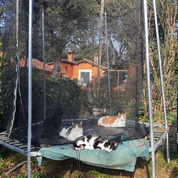 Four cats are lounging and relaxing on an old trampoline in a sunny garden. Behind them, there is an orange house surrounded by trees and bushes.