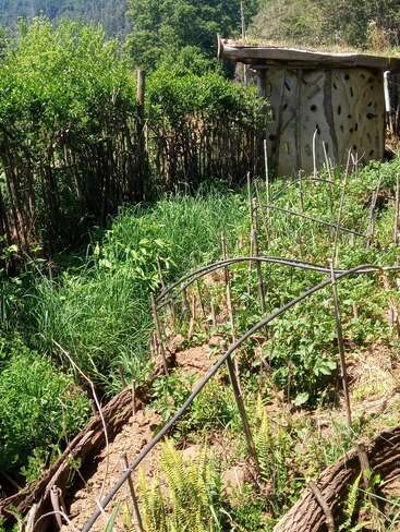 This image shows a lush garden with green plants, a rustic wooden fence, and a small, unique house with bottles embedded in its earthy walls.