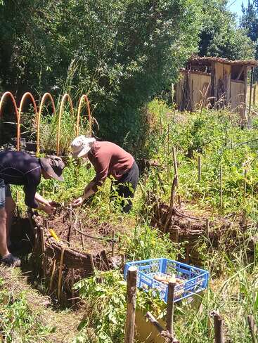 Two people are tending to a lush, sunlit garden with raised beds made of natural materials. Tall grass and trees surround the area, with a rustic shed nearby.