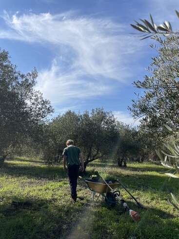 Une personne marche dans une oliveraie ensoleillée, entourée d'arbres, avec des outils de jardinage et une brouette, sous un ciel bleu clair avec des nuages épars.