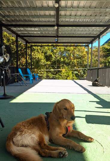 Un golden retriever se repose sur une terrasse ombragée, tandis qu'un chien noir est couché à l'arrière-plan. Des chaises bleues, un ventilateur et une végétation luxuriante encadrent la scène.